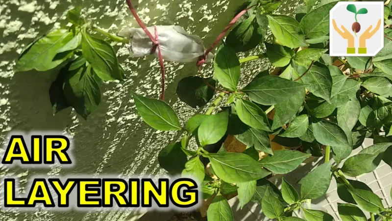 How to Propagate Chili Pepper by Air Layering
