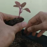 How to Transplant Seedlings