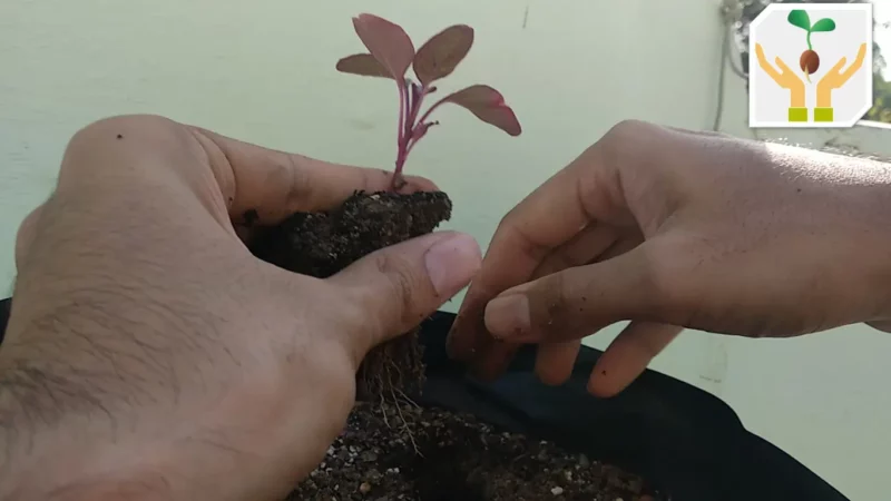 How to Transplant Seedlings