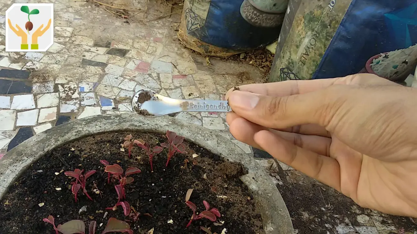 Use a Tool to Dig Out Seedlings