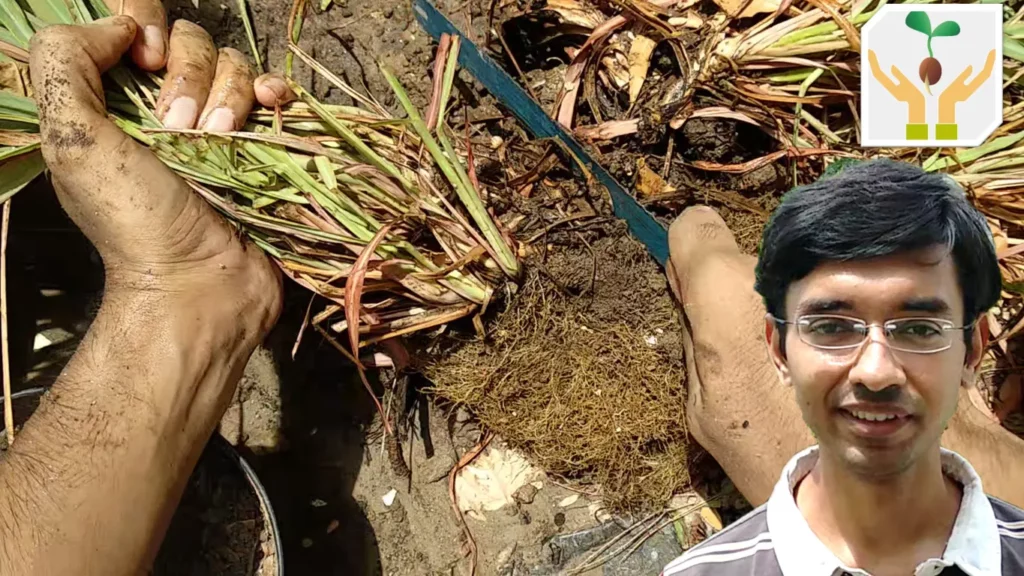 How to propagate lemon grass