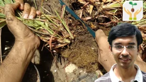 How to propagate lemon grass