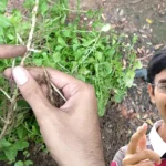 How to propagate mint 3 Methods
