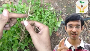 How to propagate mint 3 Methods