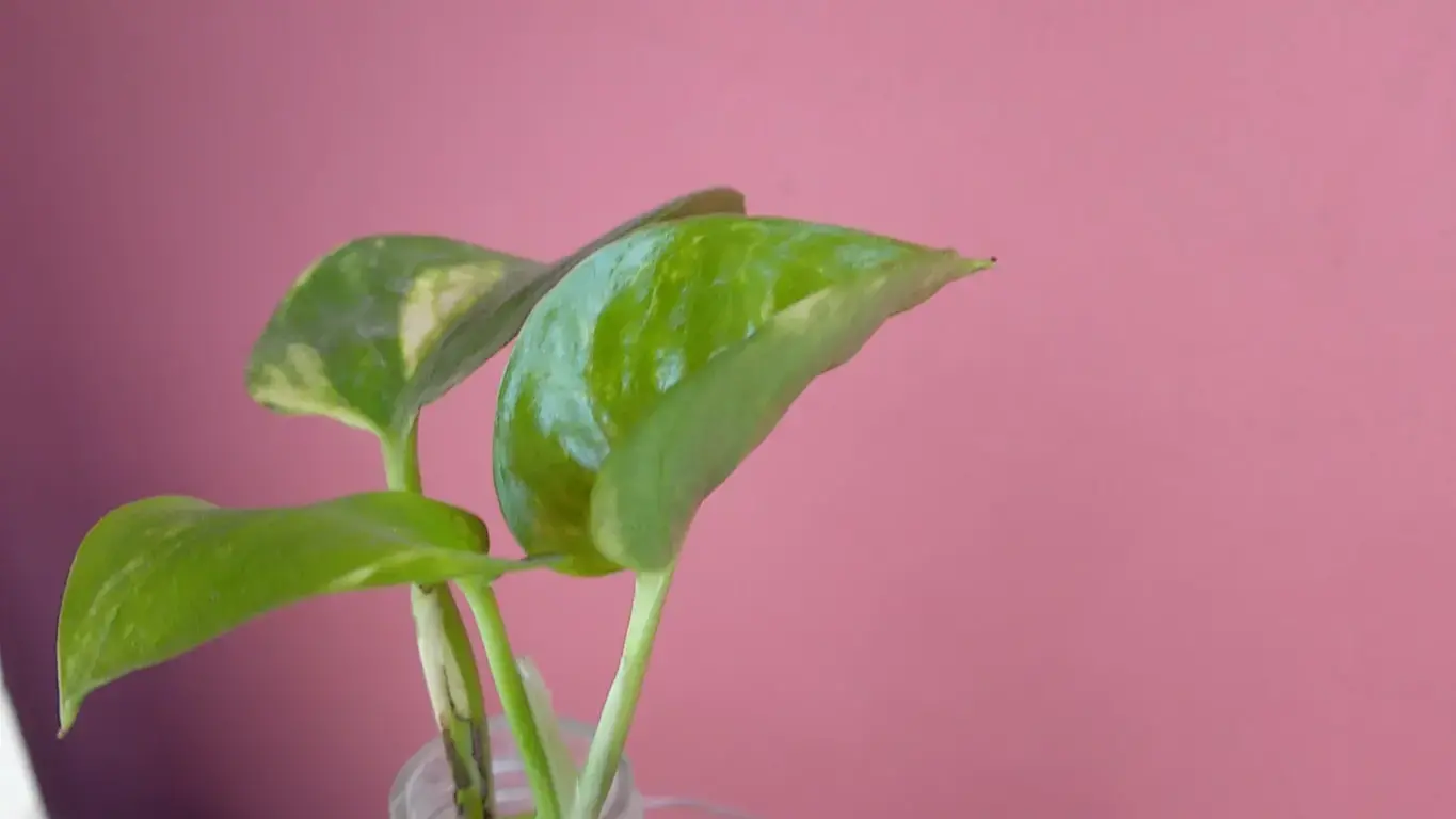 Money Plant from Cutting Water Propagation