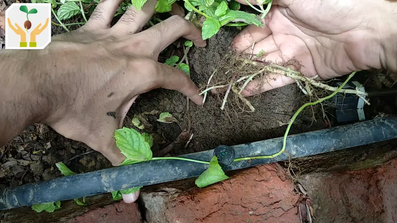 Cut Out a Section of Runner with Root System