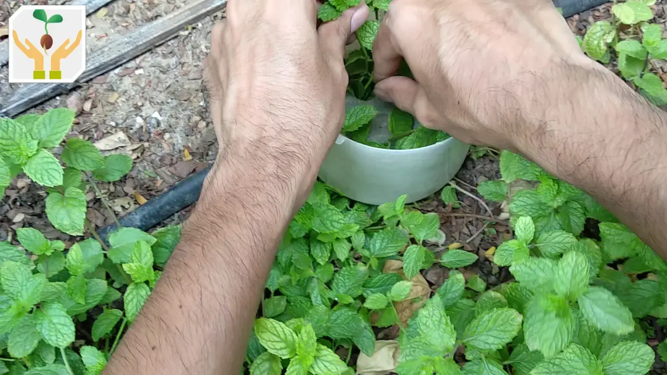 Remove Bottom Leaves