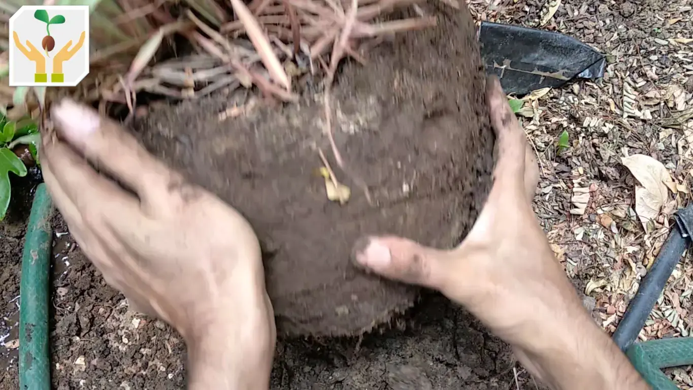 Remove Soil from Roots Using Water