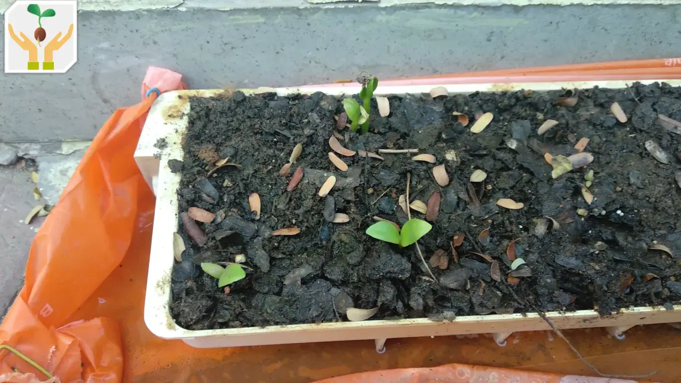 Seeds and Seedlings