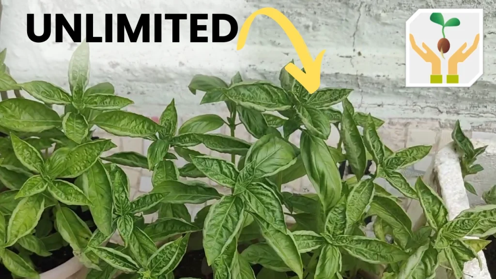 Endless Supply of Basil