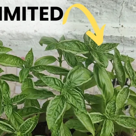 How to Get an Endless Supply of Basil