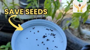 How to save Basil Seeds