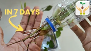 How to Propagate Lemongrass Easily
