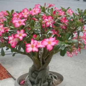 Mature Adenium Plant