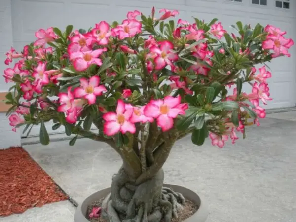 Mature Adenium Plant