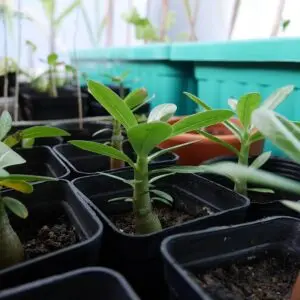 Adenium Saplings