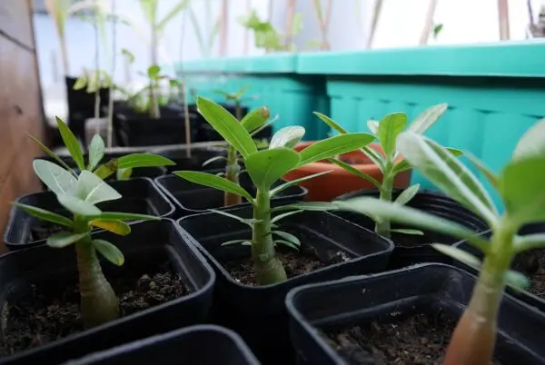 Adenium Saplings