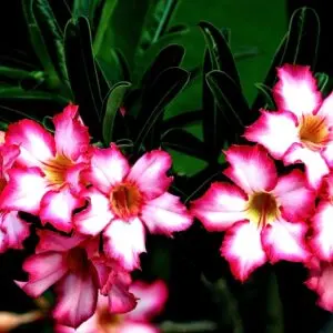 Adenium Flowers