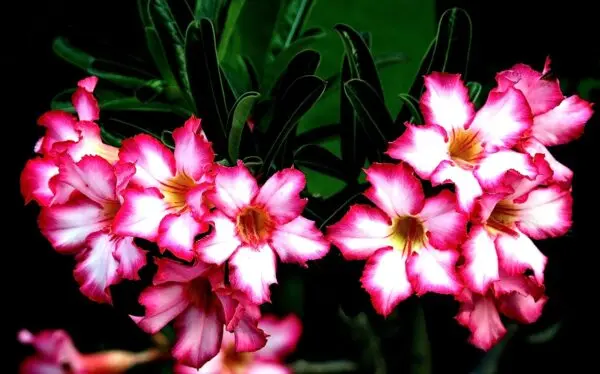 Adenium Flowers