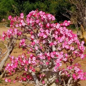 Huge Adenium Blooms