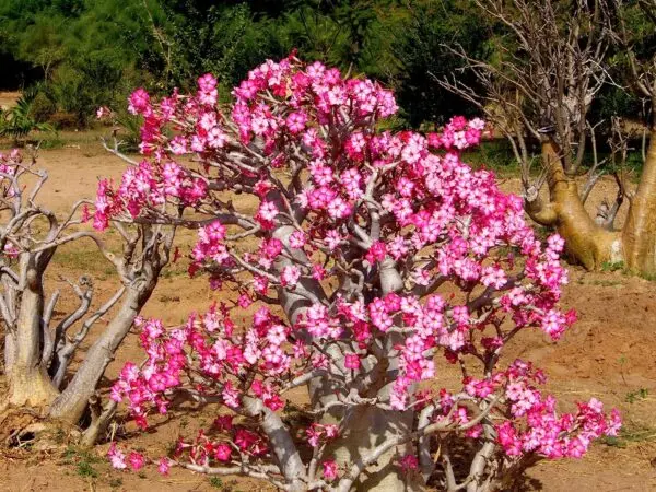 Huge Adenium Blooms
