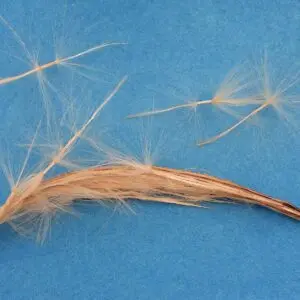 Adenium Seed Pod