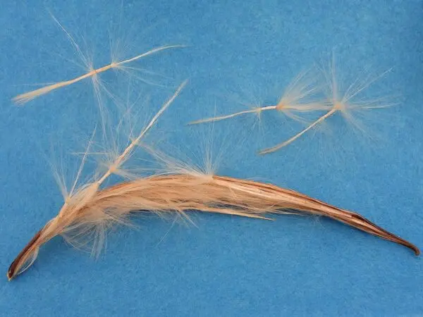 Adenium Seed Pod