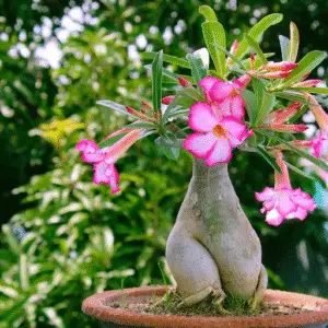 adenium plant