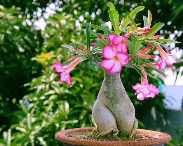 adenium plant