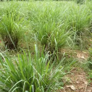 Lemon Grass Bush