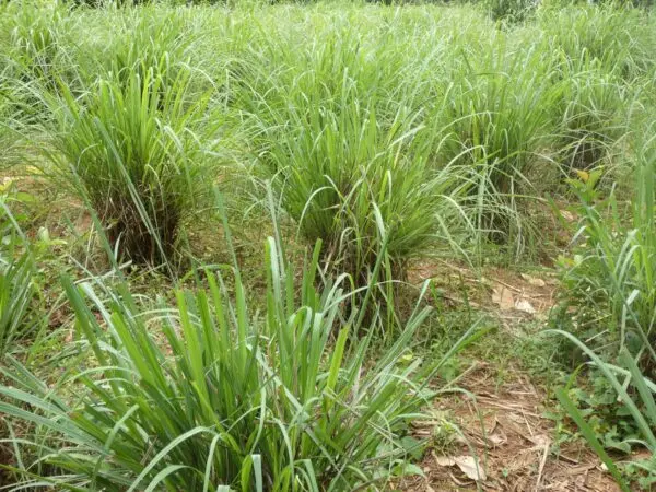 Lemon Grass Bush