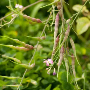 Rats Tail Radish Pods
