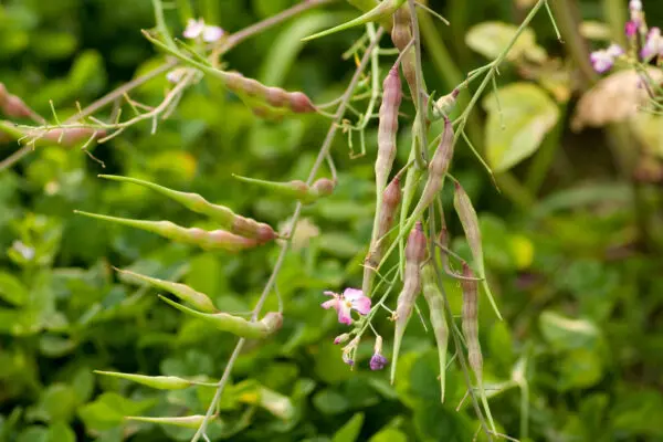 Rats Tail Radish Pods