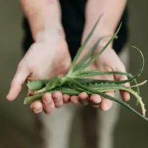 Aloe Vera Bare Root