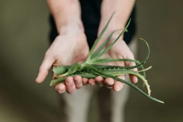 Aloe Vera Bare Root