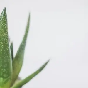 Aloe Vera Plant