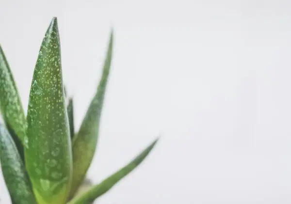 Aloe Vera Plant