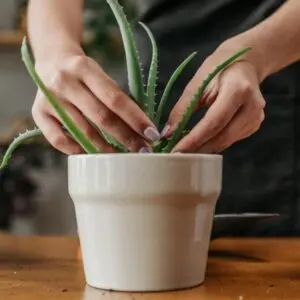 Aloe Vera Plant Care