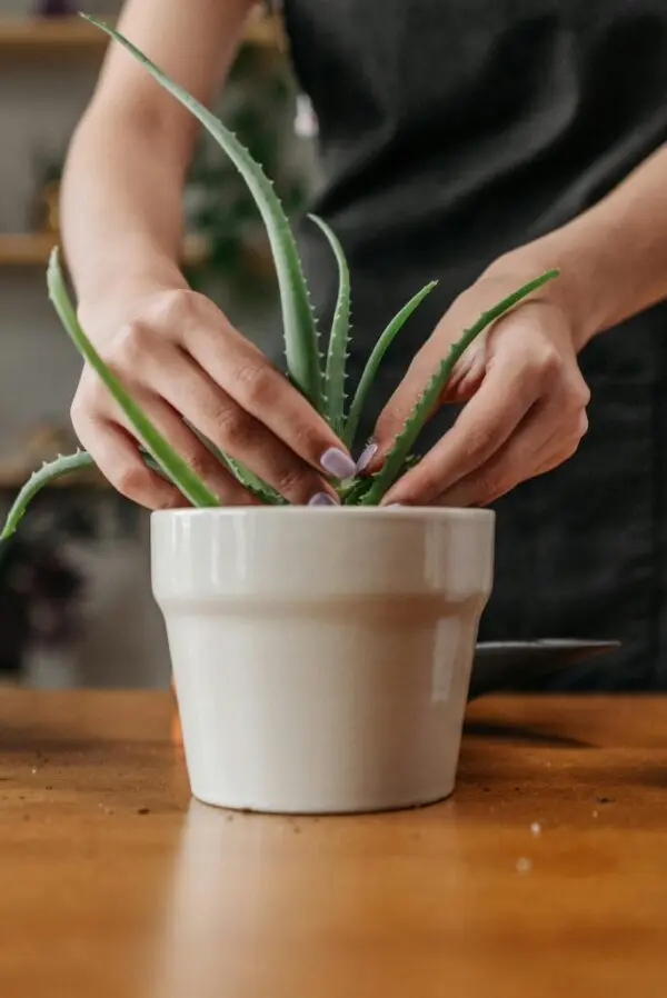 Aloe Vera Plant Care
