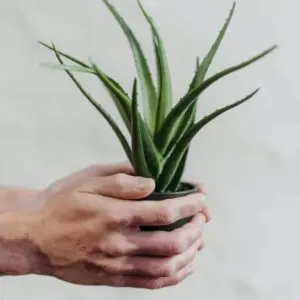 Aloe Vera Plant in a Hand