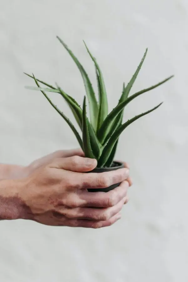 Aloe Vera Plant in a Hand