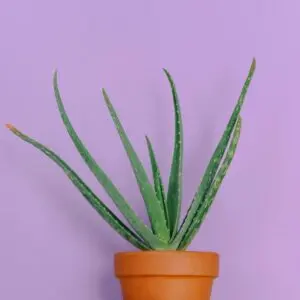 Aloe Vera Plant in a Pot