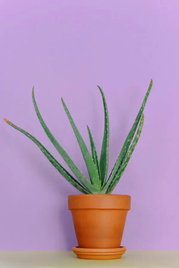 Aloe Vera Plant in a Pot