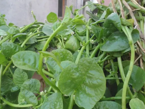 (Basella alba) Malabar spinach at Bandlaguda 01