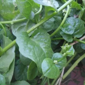 (Basella alba) Malabar spinach at Bandlaguda 02