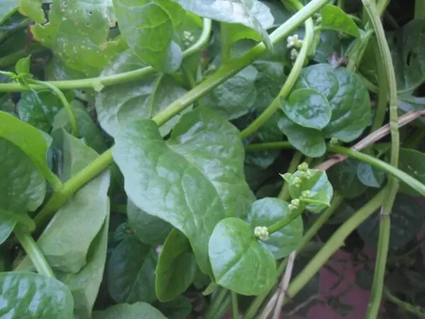 (Basella alba) Malabar spinach at Bandlaguda 02