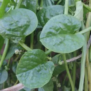 (Basella alba) Malabar spinach at Bandlaguda 03