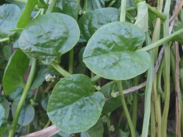 (Basella alba) Malabar spinach at Bandlaguda 03