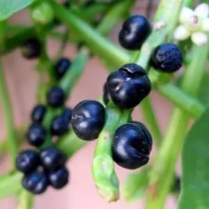(Basella alba) Malabar spinach fruit at Bandlaguda 02