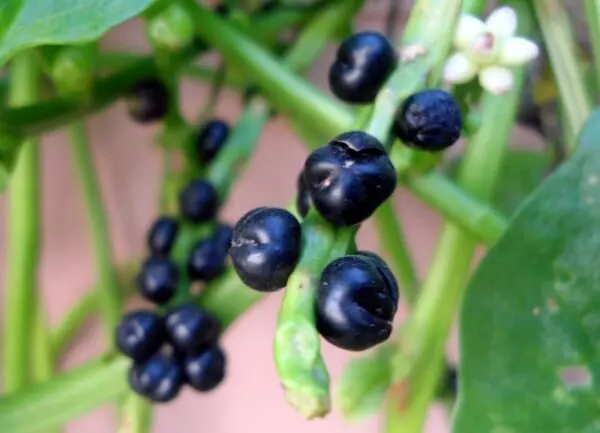 (Basella alba) Malabar spinach fruit at Bandlaguda 02
